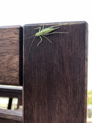 Meconema meridionale