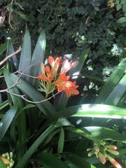 Clivia miniata