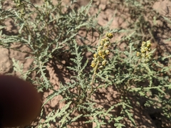 Ambrosia acanthicarpa