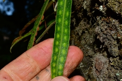Pleopeltis macrocarpa