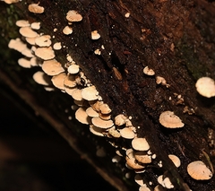 Panellus pusillus