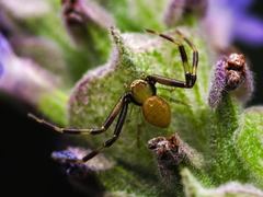 Misumenoides formosipes