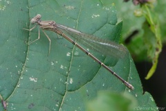 Argia