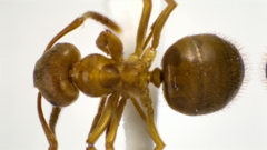 Lasius aphidicola