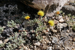 Eriogonum rosense