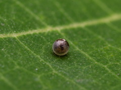 Papilio multicaudata