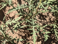 Ambrosia acanthicarpa