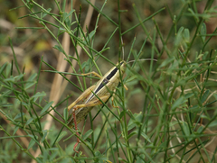 Heteracris pterosticha