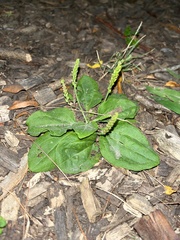 Plantago major