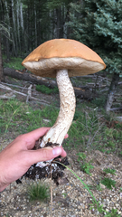 Leccinum