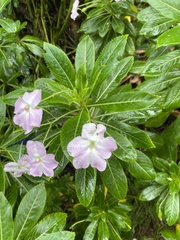 Impatiens sodenii