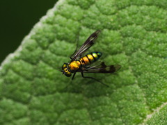 Condylostylus occidentalis