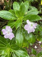 Impatiens sodenii