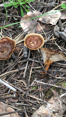 Coltricia cinnamomea