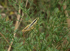 Heteracris pterosticha
