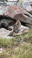 Callospermophilus lateralis