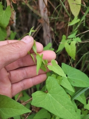 Calystegia sepium