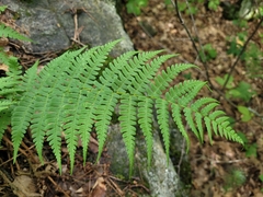 Dryopteris marginalis