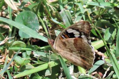 Junonia oenone oenone