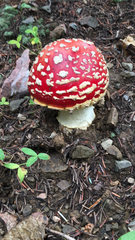 Amanita muscaria flavivolvata