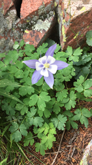Aquilegia coerulea