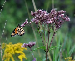 Eutrochium maculatum
