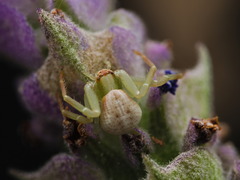 Misumena vatia