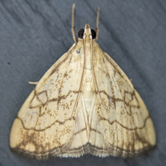 Evergestis pallidata