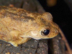 Litoria rothii