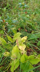 Cypripedium calceolus