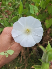 Calystegia sepium