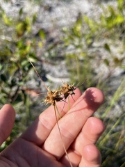 Rhynchospora megaplumosa