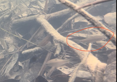 Labiobarbus leptocheilus