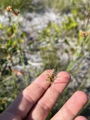 Rhynchospora megaplumosa