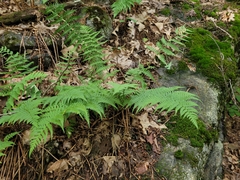 Dryopteris marginalis