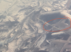 Labiobarbus leptocheilus