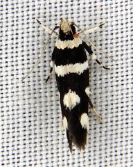 Macrobathra sarcoleuca