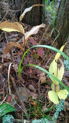 Cypripedium calceolus