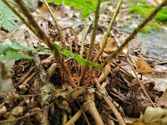 Dryopteris marginalis