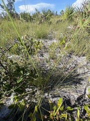 Rhynchospora megaplumosa