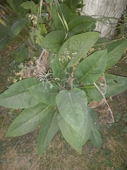Buddleja