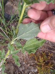 Helianthus petiolaris