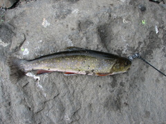 Salvelinus fontinalis