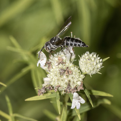 Coelioxys modestus