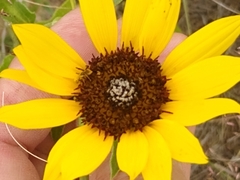 Helianthus petiolaris