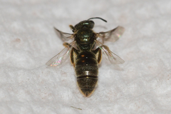 Lasioglossum bruneri