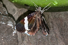 Trichodezia albovittata