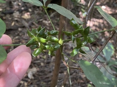 Melicope broadbentiana