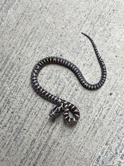 Lampropeltis triangulum