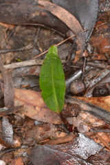 Cryptostylis subulata